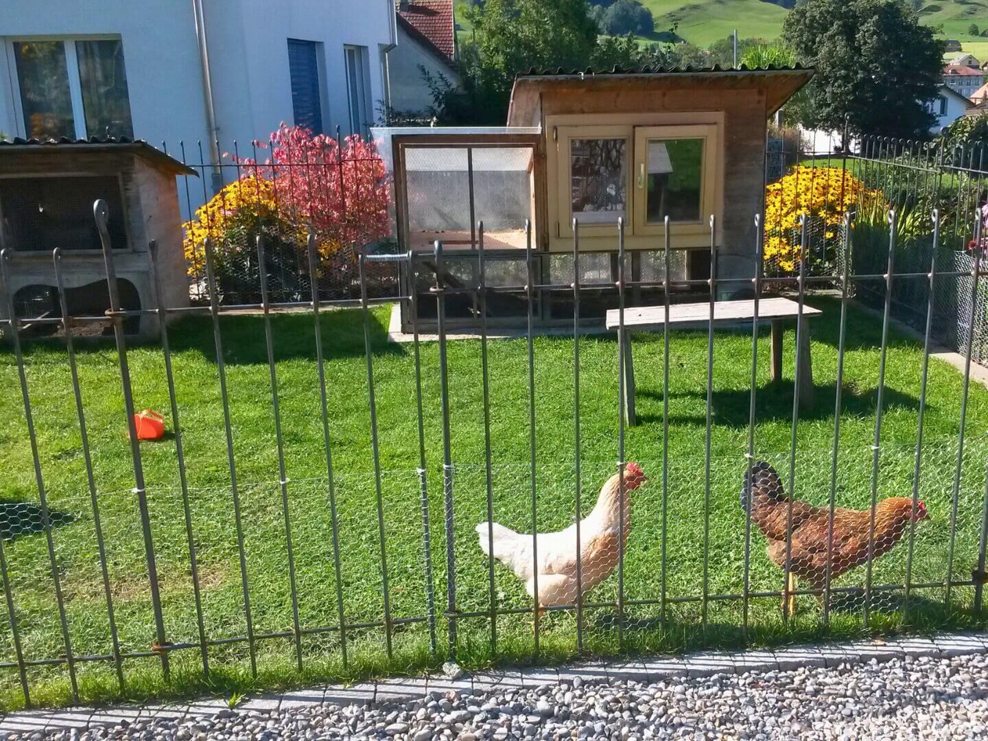 Gartenzaun Graz 80 zur Einzaeunung der Huehner