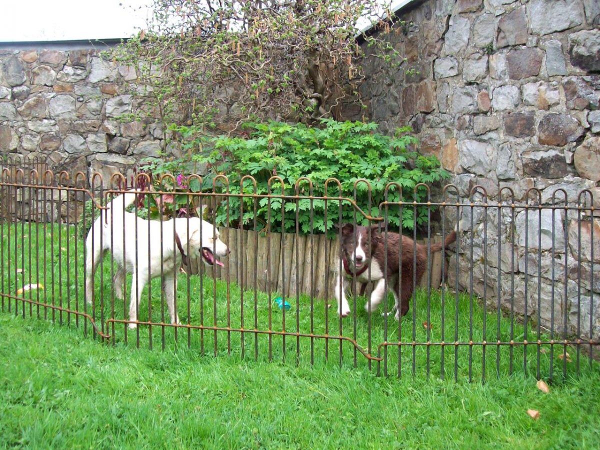 hundezaun_salzburg_3 Mobiler Welpen & Hundezaun Salzburg in Eisen roh