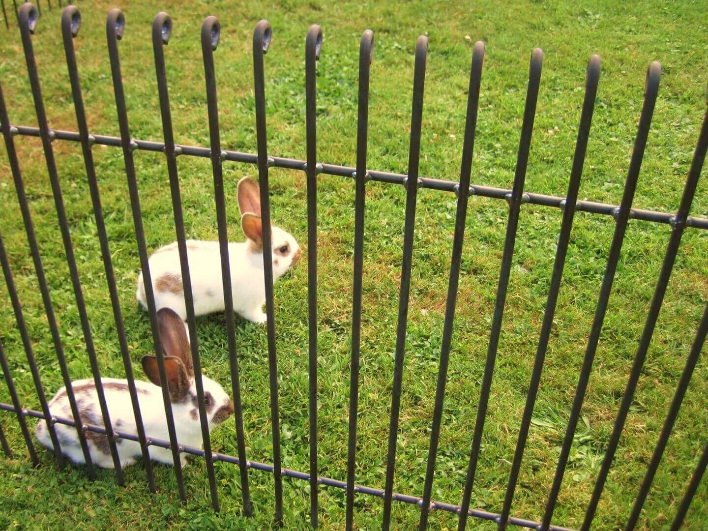 Gratenzaun Graz 80 engmaschig in Eisen roh mit geringem Stabzwischenabstand fuer Hasen