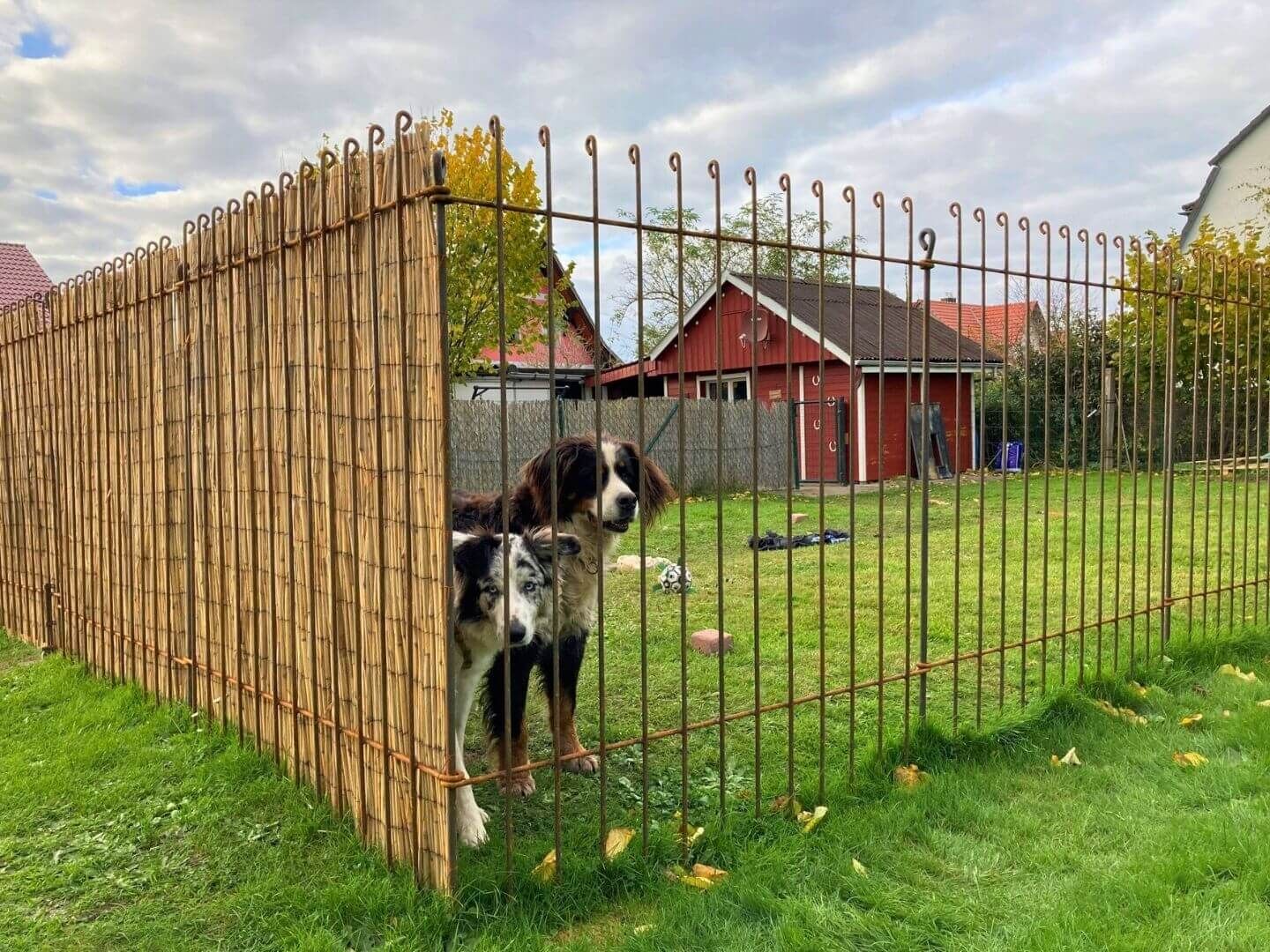 Hundezaun Graz 145 Eisen roh (Oberflaeche rostet)