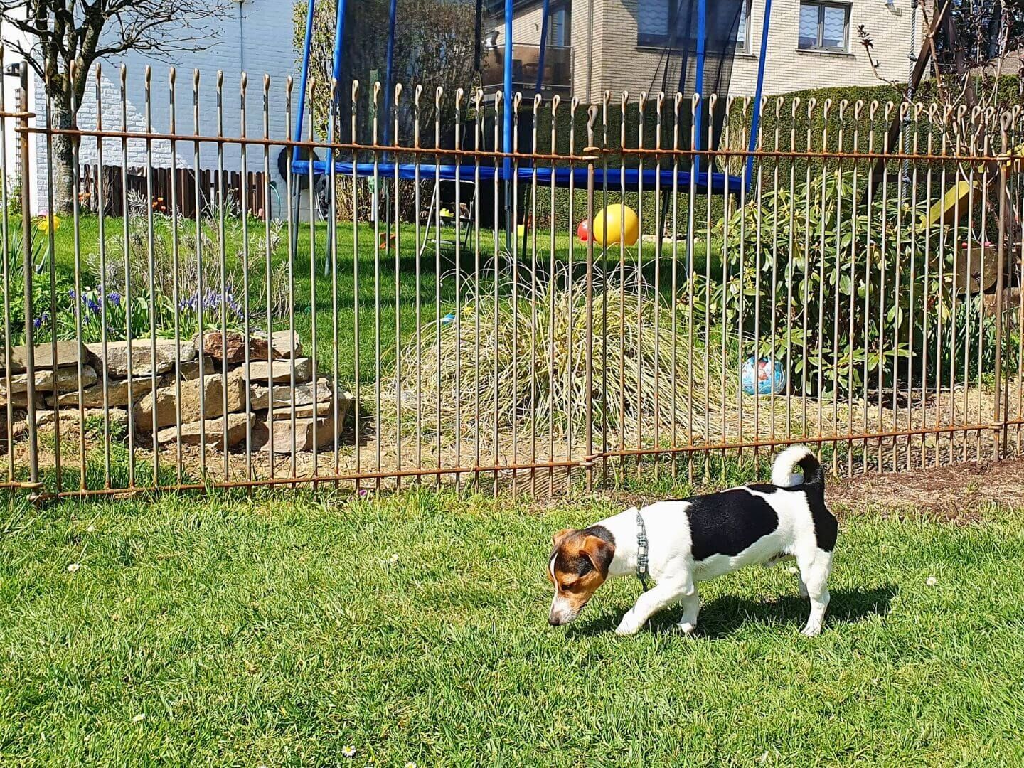 Hundezaun Graz 115 engmaschig in Eisen roh