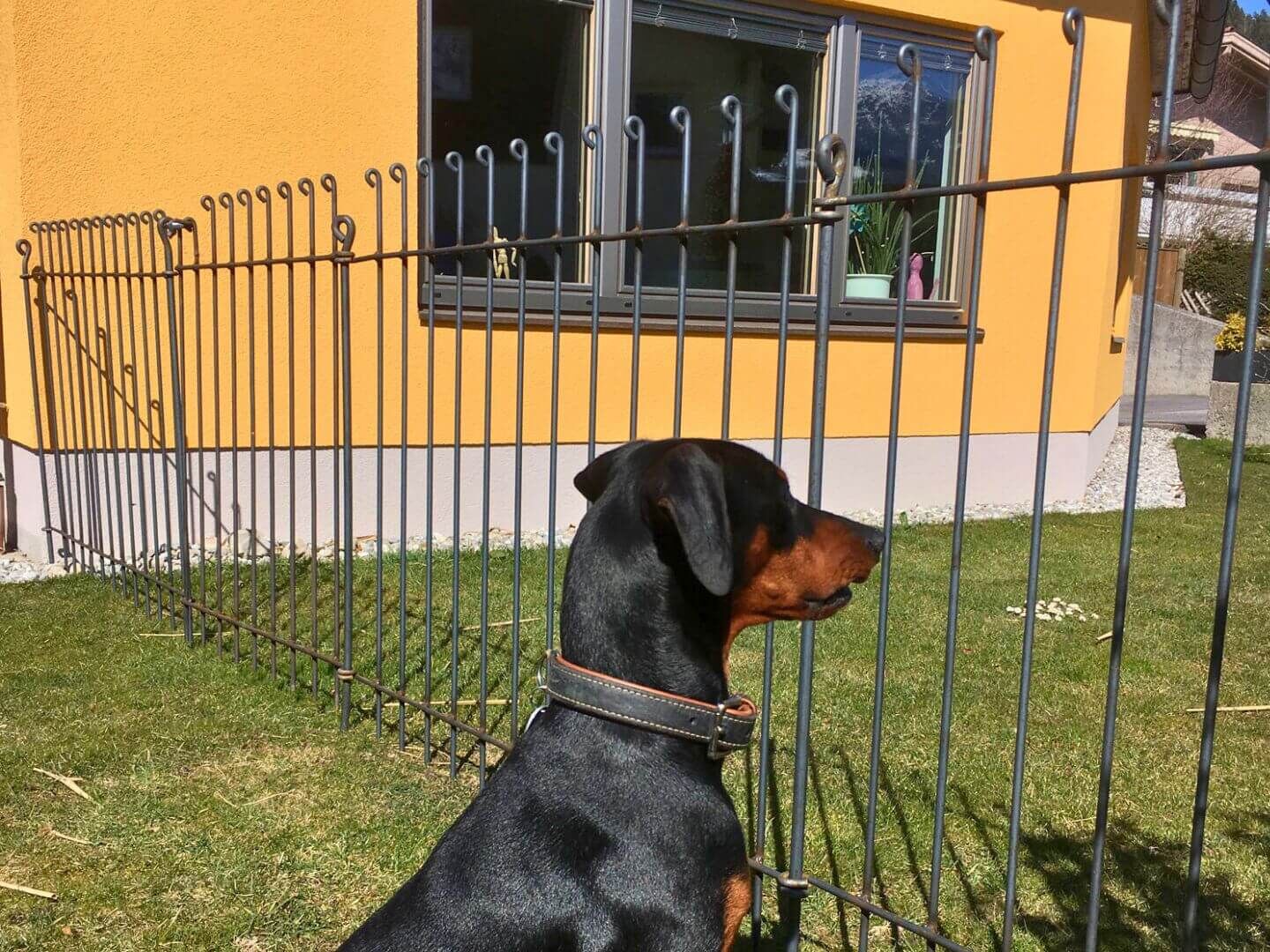 Hundezaun Graz 145 in Eisen roh zur Abtrennung des Gartens