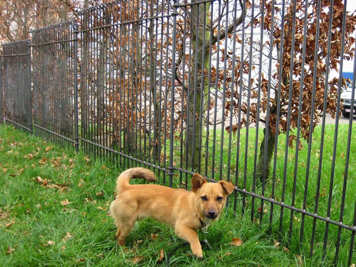 engmaschiger Hundezaun Graz 115 in Eisen roh