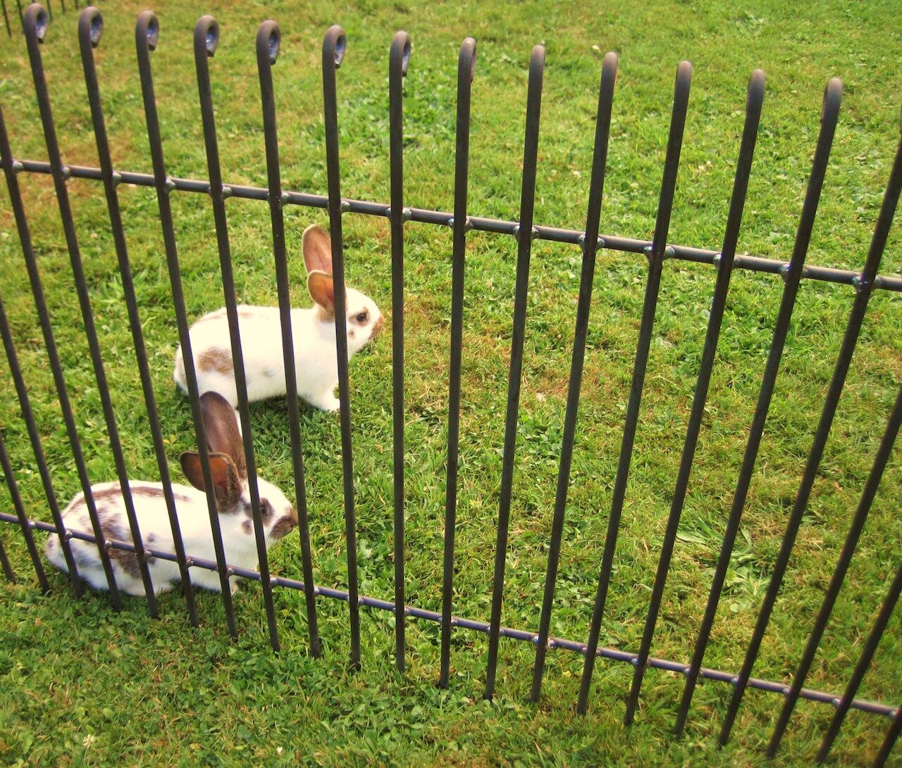 Gartenzaun Graz als Hasengehege 