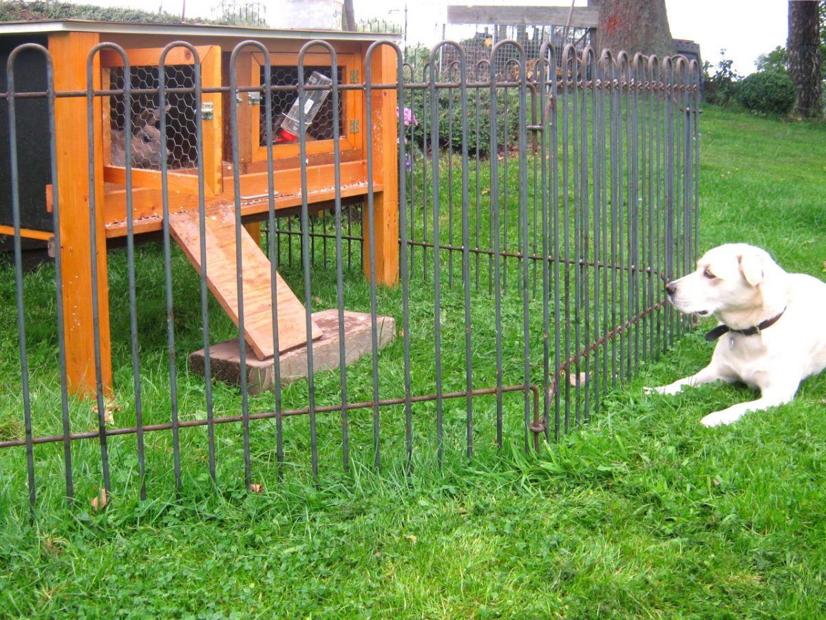 hasenauslauf_hundesicher_zaun_salzburg Mobiler Hasenzaun Salzburg