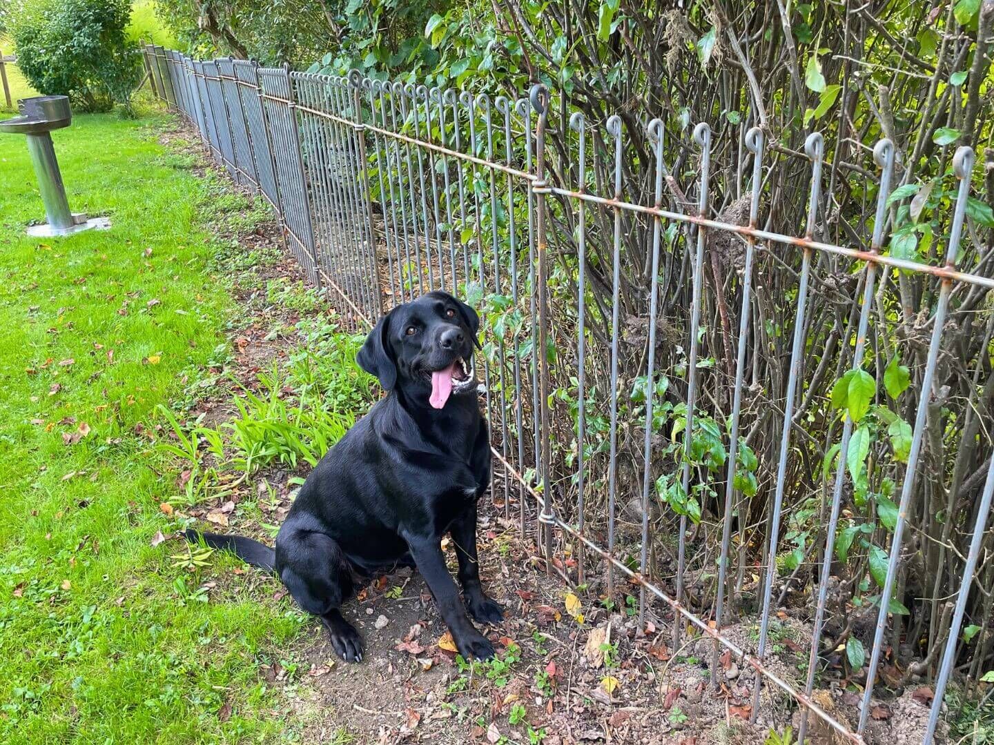 Hundezaun Graz 115 in Eisen roh als Grundstuecksabgrenzung